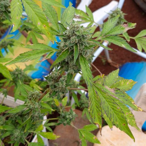 Velhinho growlog timeline photo