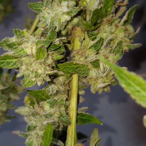Velhinho growlog timeline photo