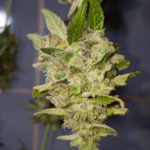 Velhinho growlog timeline photo