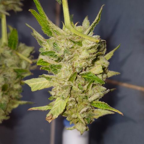 Velhinho growlog timeline photo