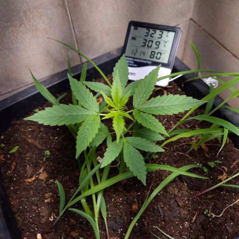 Auto Mac 51 - F1 growlog timeline photo
