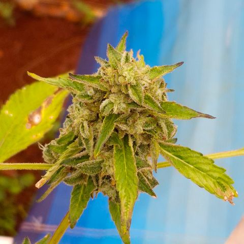 Velhinho growlog timeline photo