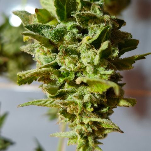 Velhinho growlog timeline photo