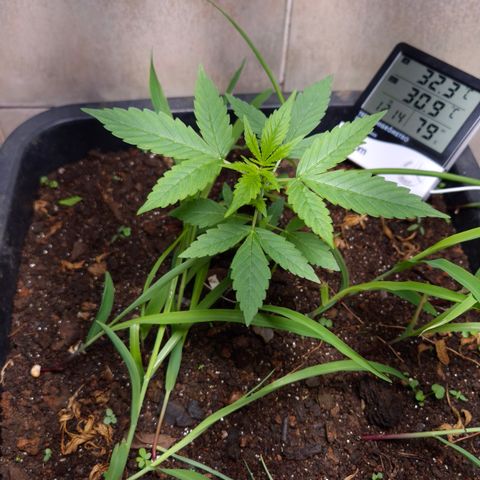 Auto Mac 51 - F1 growlog timeline photo