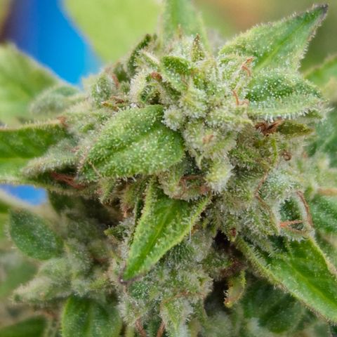Velhinho growlog timeline photo