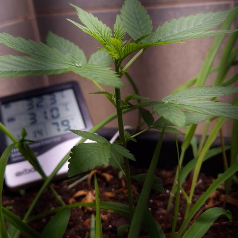 Auto Mac 51 - F1 growlog timeline photo