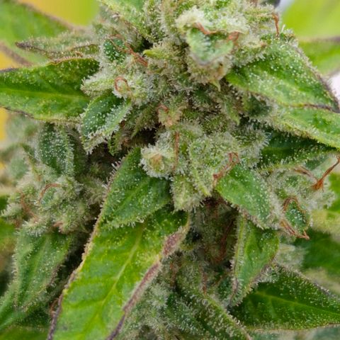 Velhinho growlog timeline photo