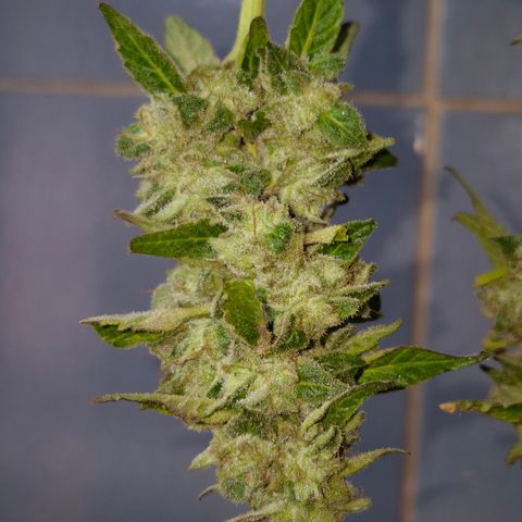 Velhinho growlog timeline photo
