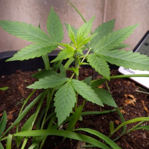 Auto Mac 51 - F1 growlog timeline photo