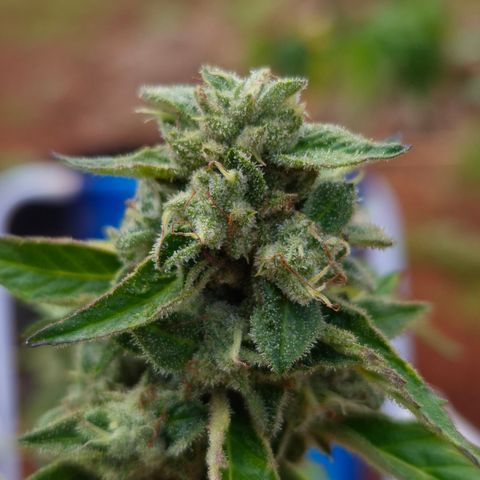 Velhinho growlog timeline photo