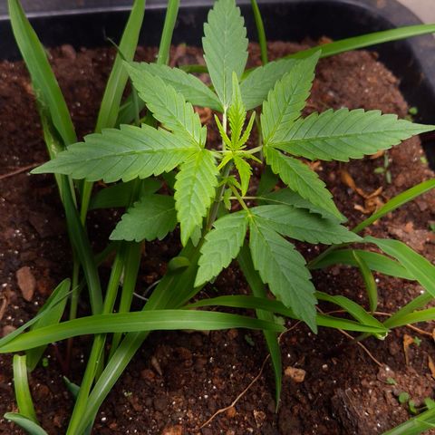 Auto Mac 51 - F1 growlog timeline photo