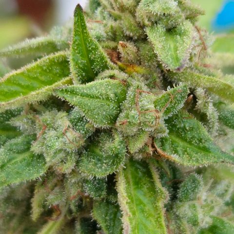 Velhinho growlog timeline photo