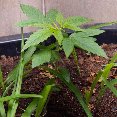 Auto Mac 51 - F1 growlog timeline photo