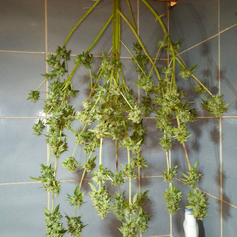 Velhinho growlog timeline photo