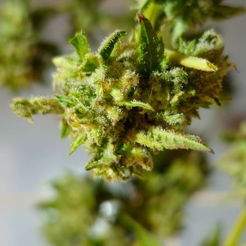 Velhinho growlog timeline photo