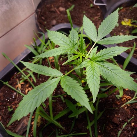 Auto Mac 51 - F1 growlog timeline photo
