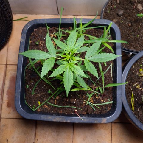 Auto Mac 51 - F1 growlog timeline photo