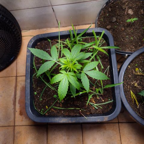 Auto Mac 51 - F1 growlog timeline photo