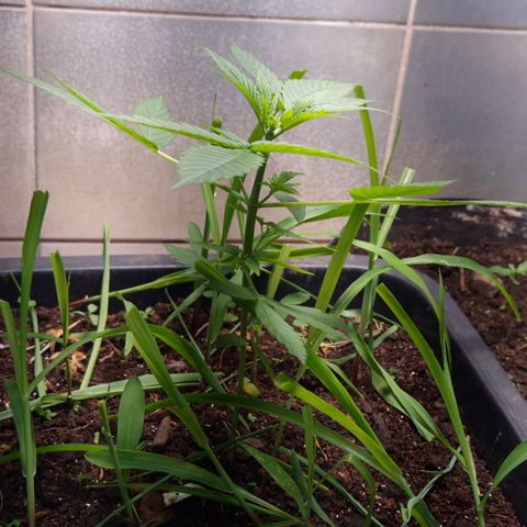 Auto Mac 51 - F1 growlog timeline photo