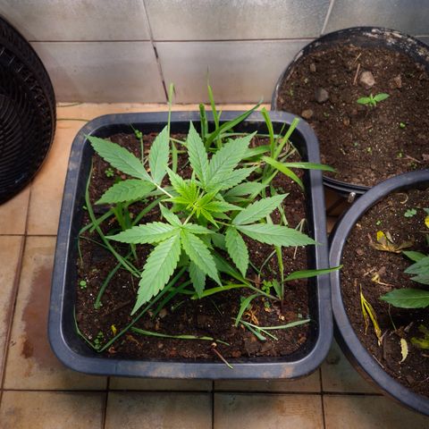 Auto Mac 51 - F1 growlog timeline photo