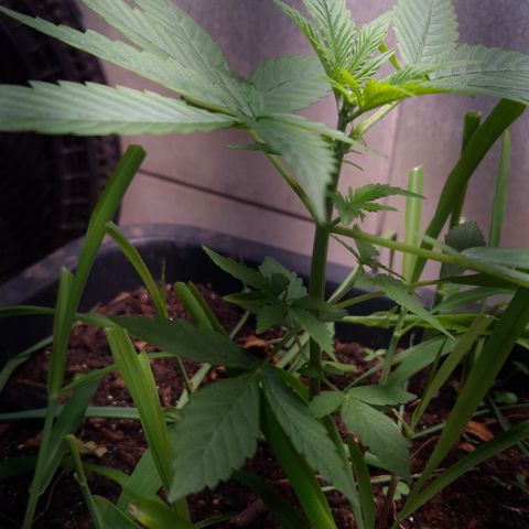 Auto Mac 51 - F1 growlog timeline photo