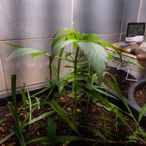 Auto Mac 51 - F1 growlog timeline photo