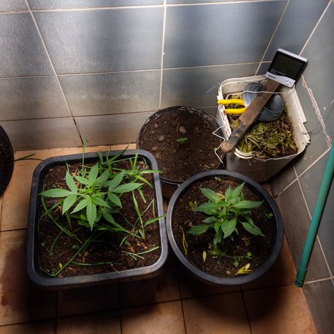 Auto Mac 51 - F1 growlog timeline photo