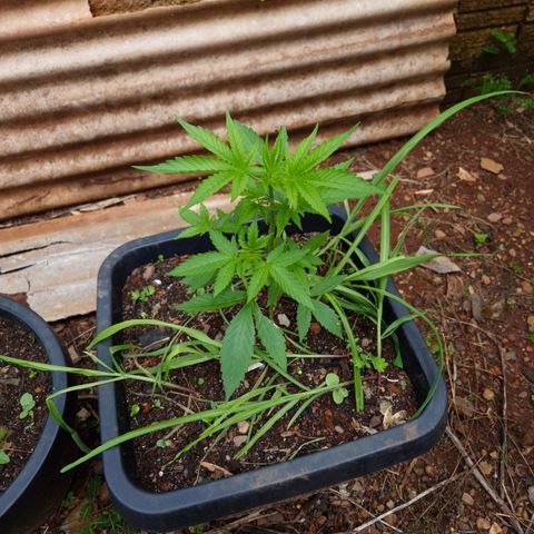 Auto Mac 51 - F1 growlog timeline photo