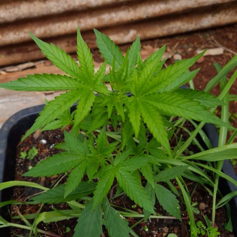 Auto Mac 51 - F1 growlog timeline photo
