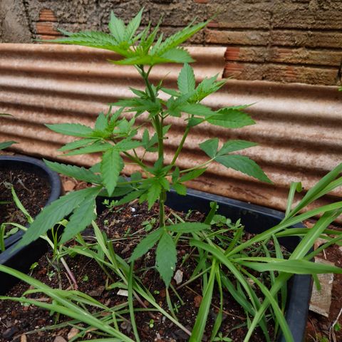 Auto Mac 51 - F1 growlog timeline photo