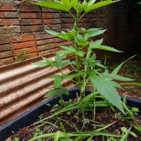 Auto Mac 51 - F1 growlog timeline photo