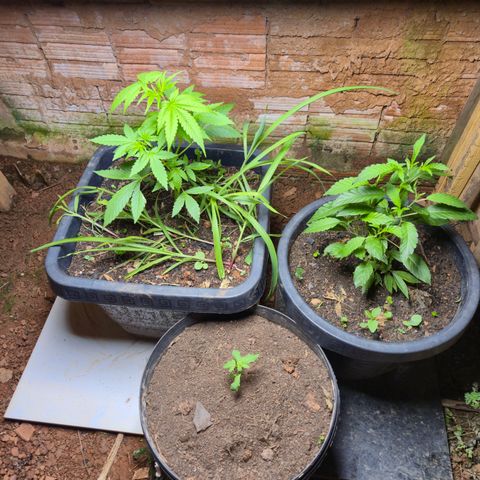 Auto Mac 51 - F1 growlog timeline photo