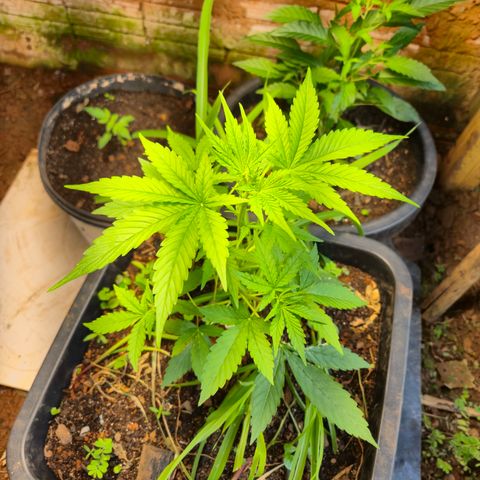 Auto Mac 51 - F1 growlog timeline photo