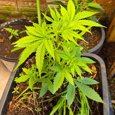 Auto Mac 51 - F1 growlog timeline photo