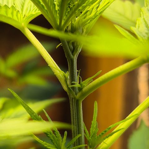 Auto Mac 51 - F1 growlog timeline photo