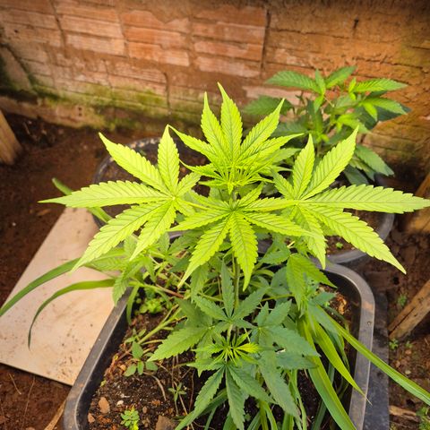 Auto Mac 51 - F1 growlog timeline photo