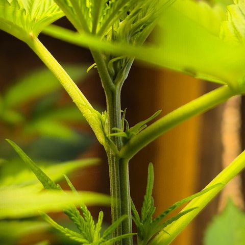 Auto Mac 51 - F1 growlog timeline photo