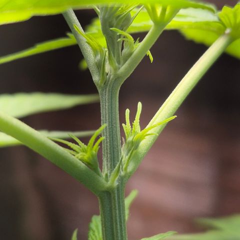 Auto Mac 51 - F1 growlog timeline photo