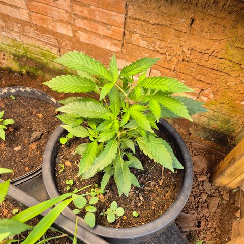 Auto Mac 51 - F1 growlog timeline photo