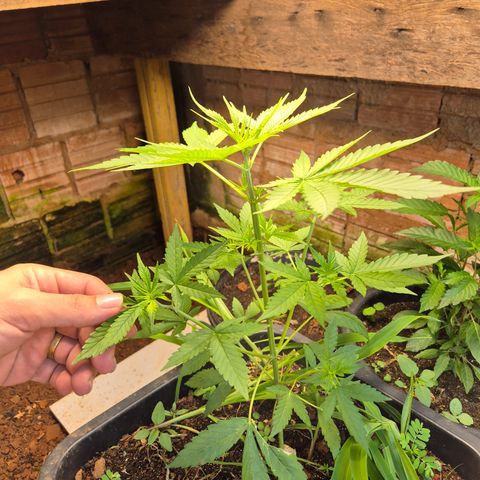 Auto Mac 51 - F1 growlog timeline photo