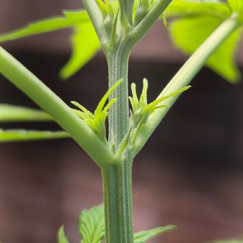 Auto Mac 51 - F1 growlog timeline photo