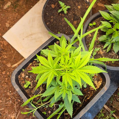 Auto Mac 51 - F1 growlog timeline photo