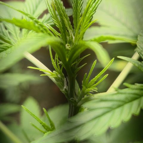 Auto Mac 51 - F1 growlog timeline photo