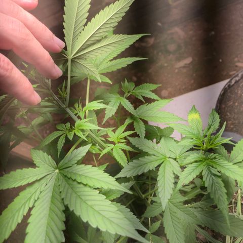 Auto Mac 51 - F1 growlog timeline photo