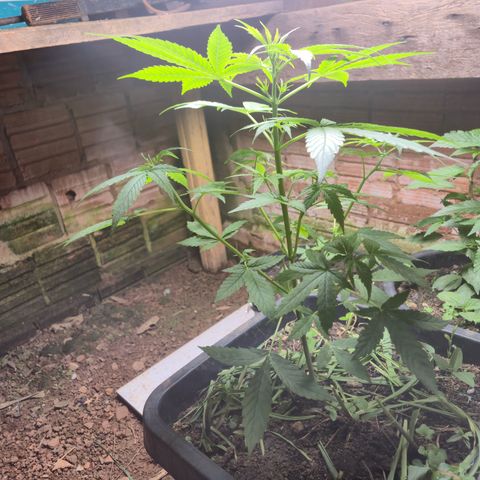 Auto Mac 51 - F1 growlog timeline photo