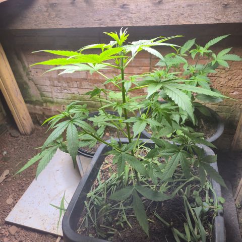 Auto Mac 51 - F1 growlog timeline photo