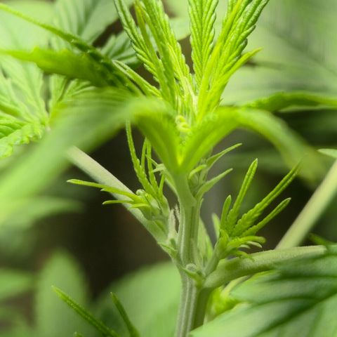 Auto Mac 51 - F1 growlog timeline photo