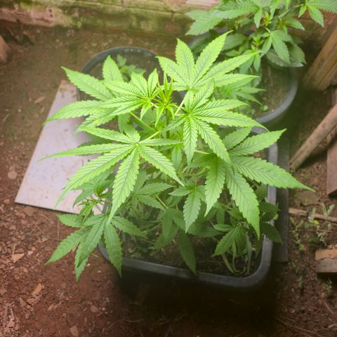 Auto Mac 51 - F1 growlog timeline photo
