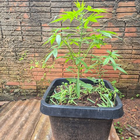 Auto Mac 51 - F1 growlog timeline photo