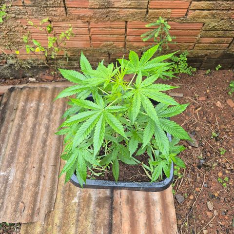 Auto Mac 51 - F1 growlog timeline photo